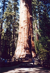 2002 - USA 085 (Sequoia National Park)